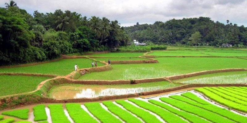ഉപ്പുവെള്ളത്തിലും വിളയുന്ന നെൽവിത്തിനായി കേരളം
