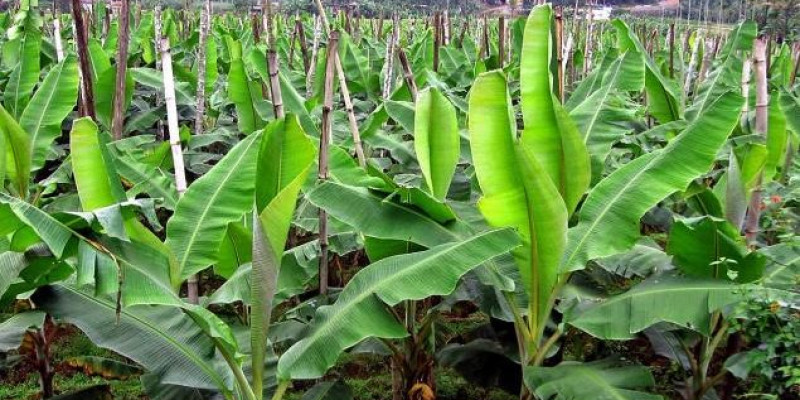 വാഴയിൽ തടതുരപ്പൻ പുഴു; അറിയാം നിയന്ത്രണ മാർഗങ്ങൾ