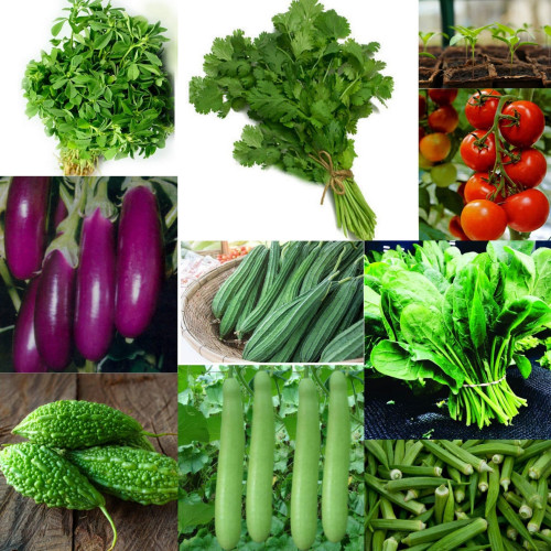 Seeds (വിത്തുകൾ)