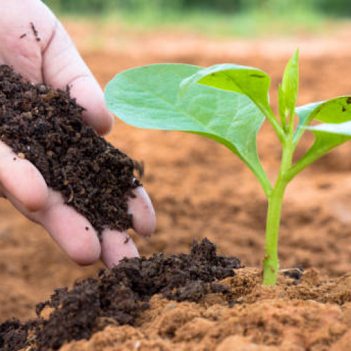 Fertilizers (Organic) (ജൈവ വളങ്ങൾ)