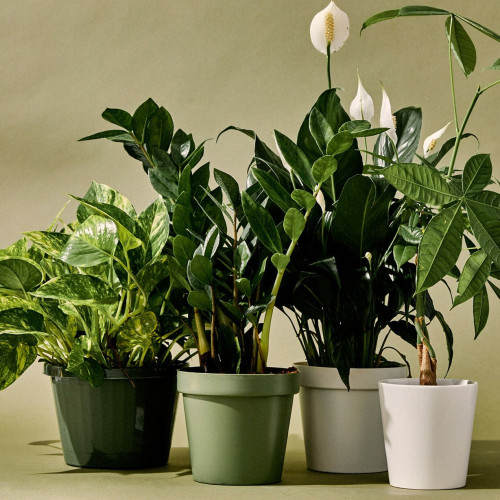 Indoor Plants