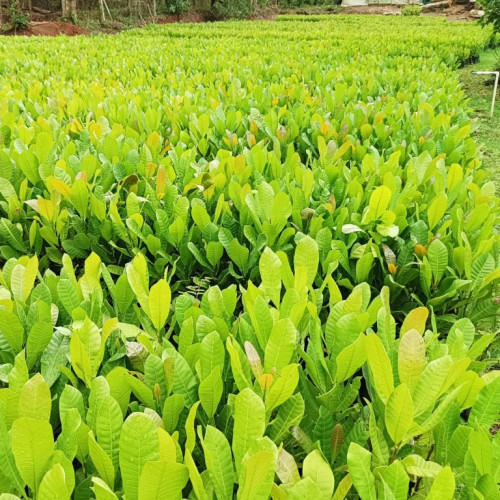 Nursery Plants