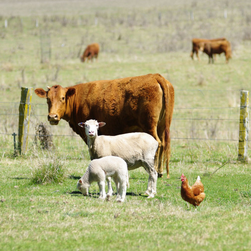 Cattle and Sheep