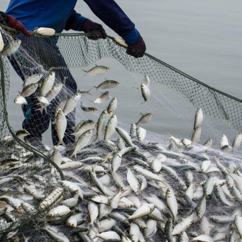 Fishes (മൽസ്യം)