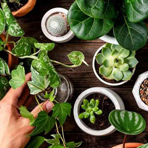 Plants - Ornamental (അലങ്കാര ചെടികൾ)