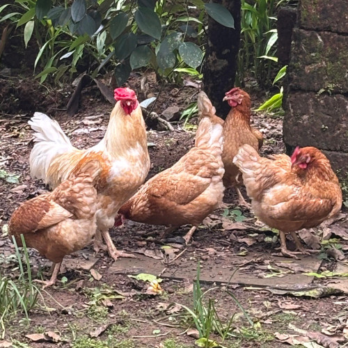Hybrid (സങ്കരയിനം)