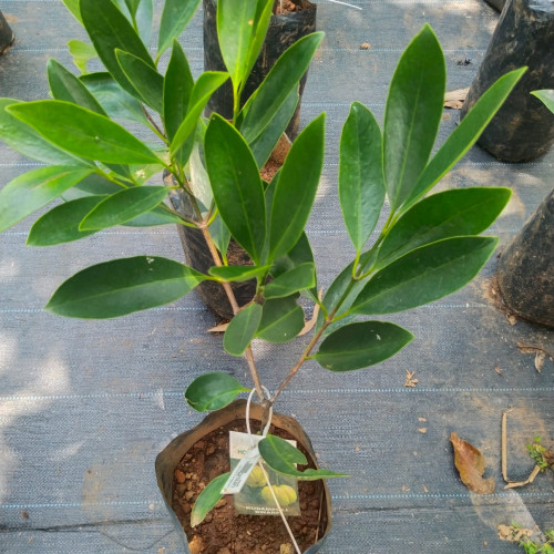 Kudampuli (കുടംപുളി)