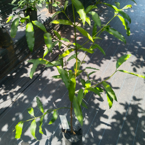 Achachairu