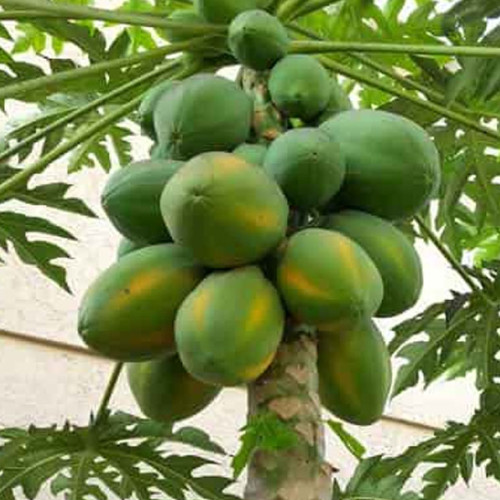 Papaya (കപ്ലങ്ങ)