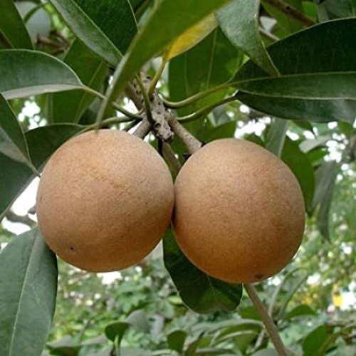 Sapota (Chiku)