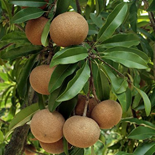 Sapota (Chiku)