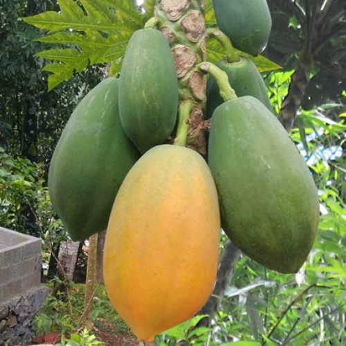 Papaya (കപ്ലങ്ങ)