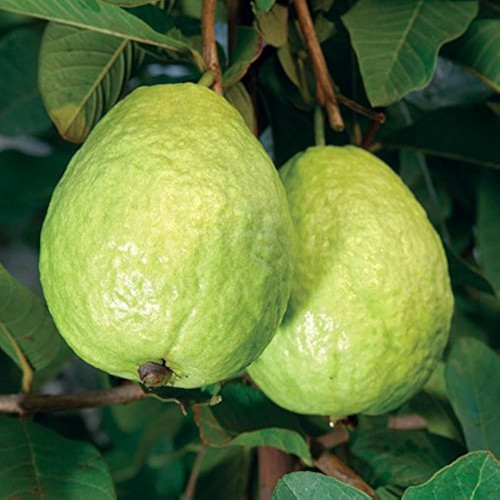 Guava (പേരക്ക)