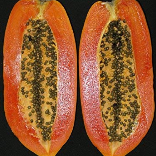 Papaya (കപ്ലങ്ങ)