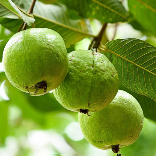 Guava (പേരക്ക)