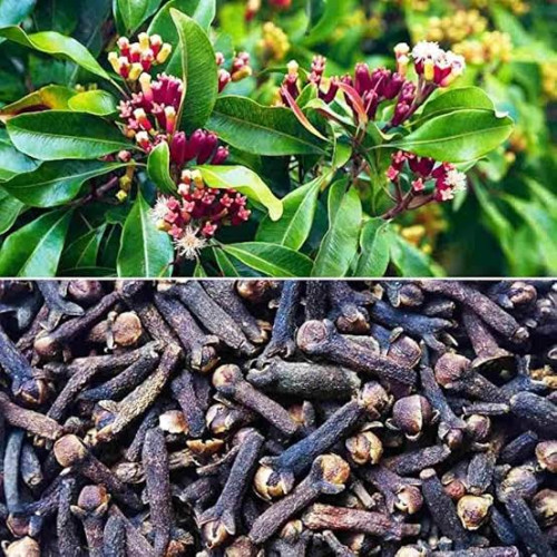 Grampoo (Cloves)