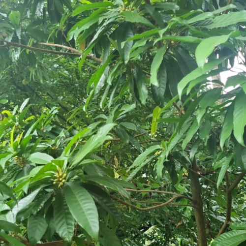Grampoo (Cloves)