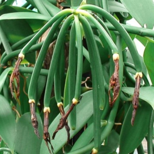 Vanilla