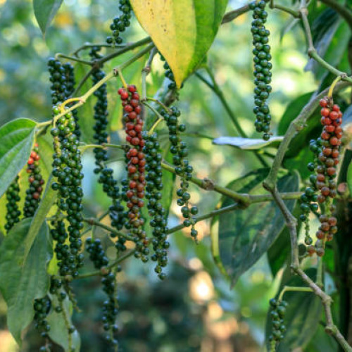 Black Pepper  (കുരുമുളക്)