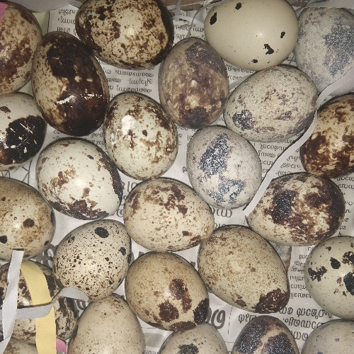 Quail Eggs (കാടമുട്ട)
