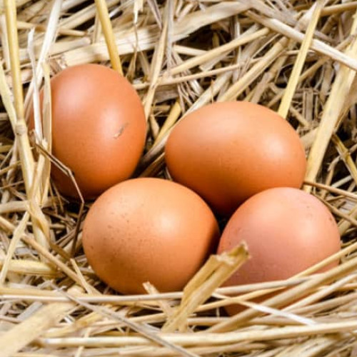 Chicken Eggs (കോഴിമുട്ട)
