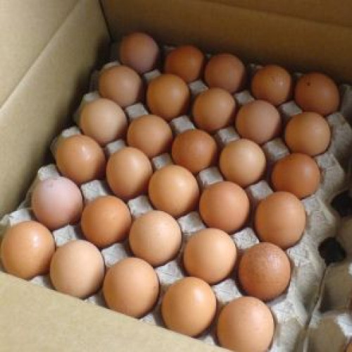 Chicken Eggs (കോഴിമുട്ട)