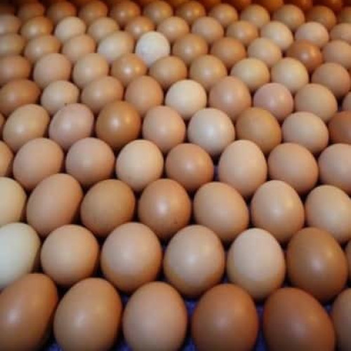 Chicken Eggs (കോഴിമുട്ട)
