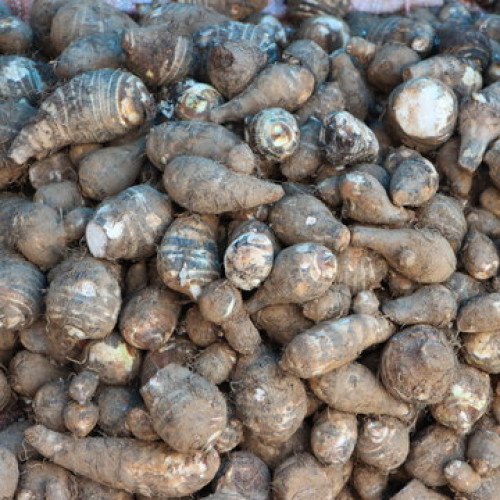 Chembu (ചേമ്പ്)