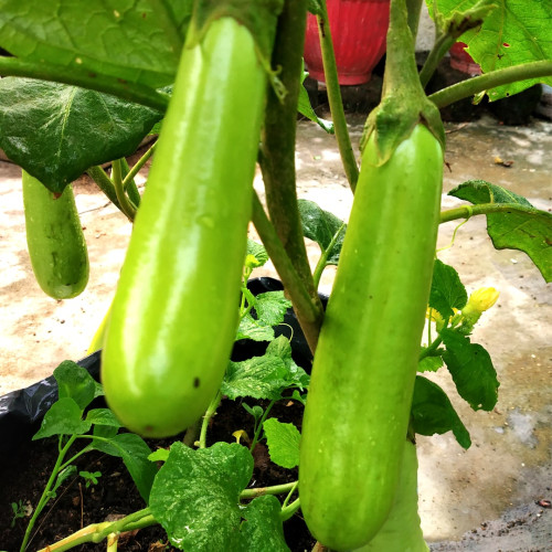 Brinjal / Eggplant (വഴുതന)