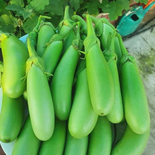 Brinjal / Eggplant (വഴുതന)