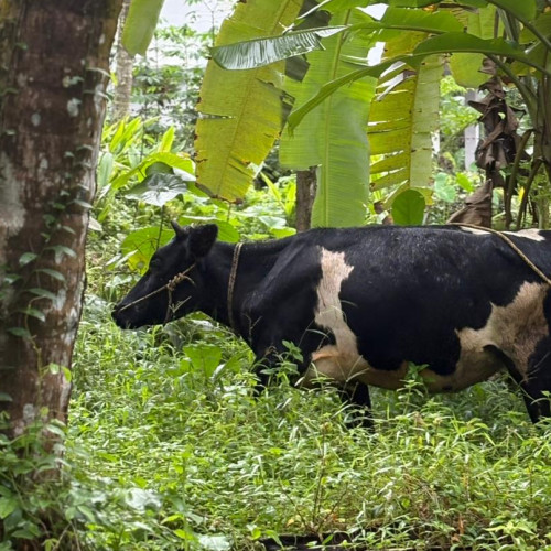 Cow (പശു)