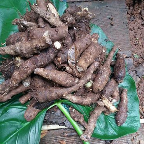 Chembu (ചേമ്പ്)