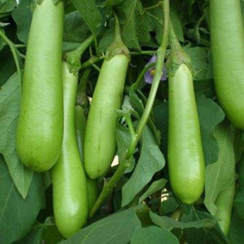 Brinjal / Eggplant (വഴുതന)