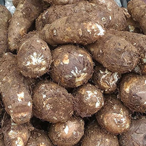 Chembu (ചേമ്പ്)