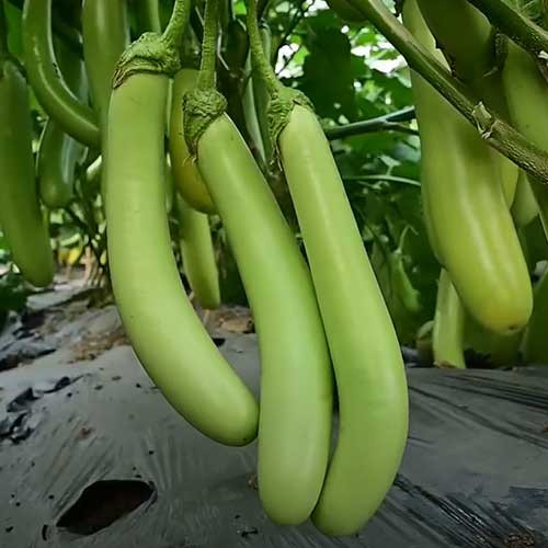 Brinjal / Eggplant (വഴുതന)