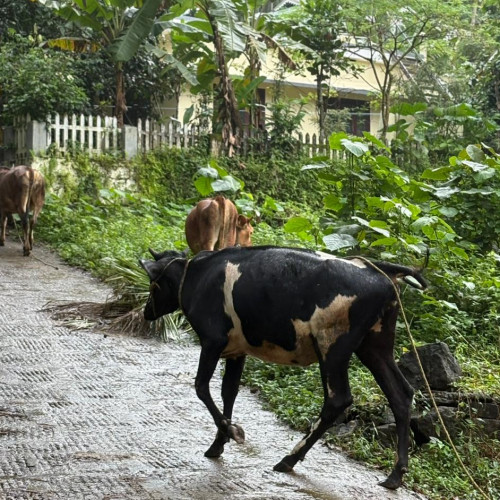Cow (പശു)