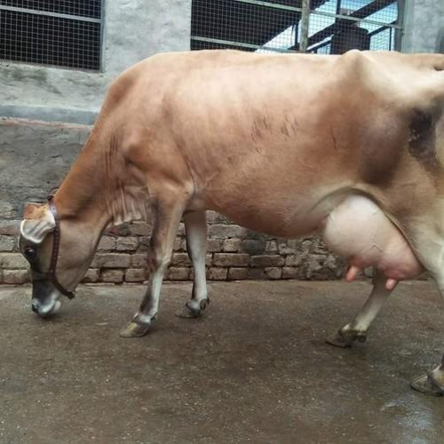 Cow (പശു)