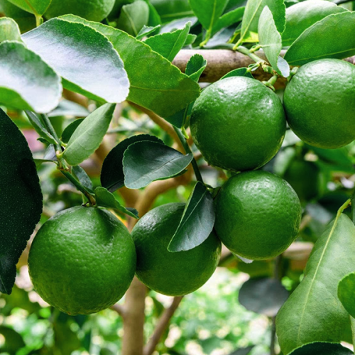 lemon (നാരകം)