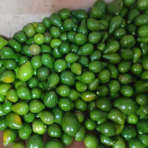 Avocado (Butterfruit)
