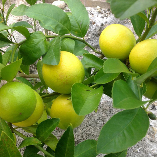 lemon (നാരകം)