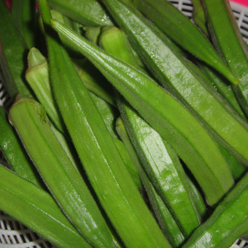 Ladies Finger / Okra (വെണ്ട)