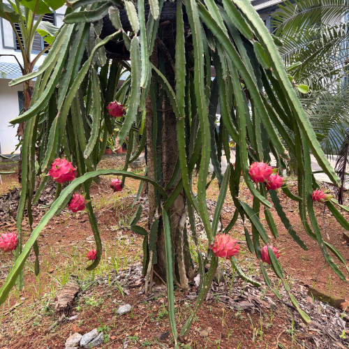 Dragon Fruit