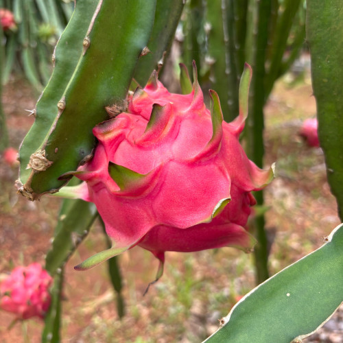 Dragon Fruit