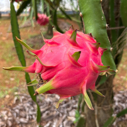 Dragon Fruit