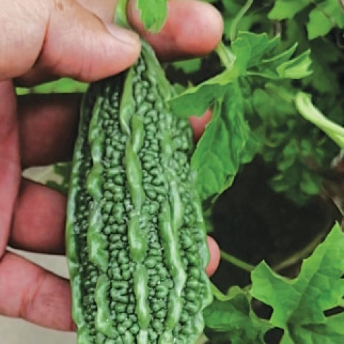 Bitter Gourd (പാവയ്ക്ക)