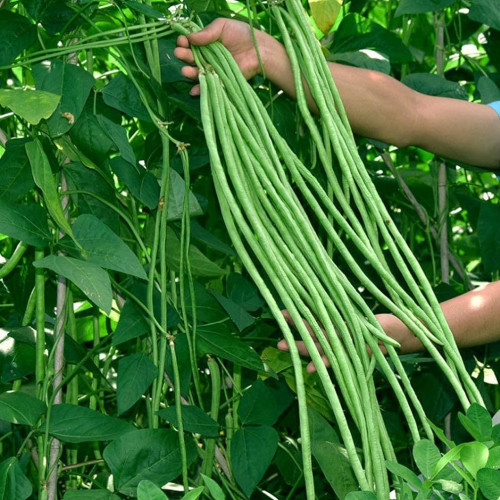 Beans (പയർ )