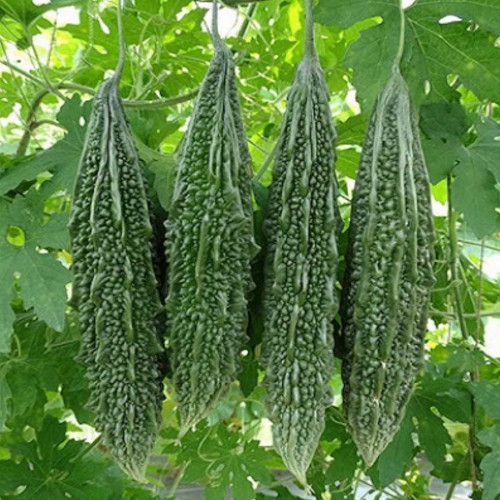 Bitter Gourd (പാവയ്ക്ക)