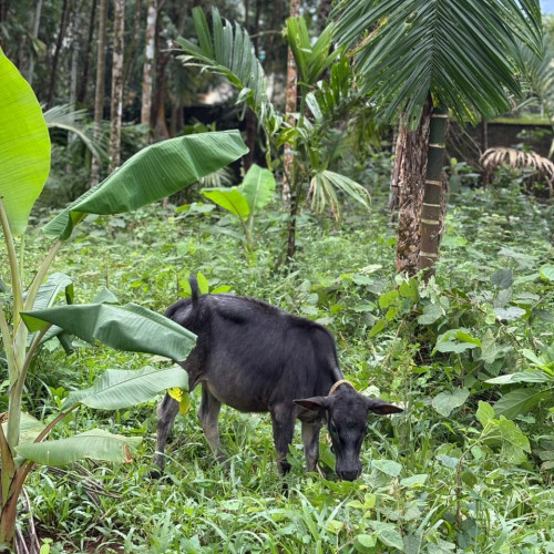 Cow (പശു)
