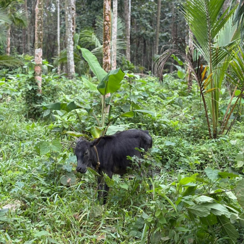 Cow (പശു)