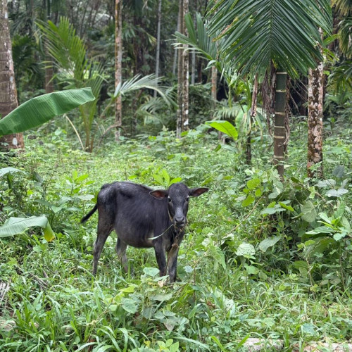 Cow (പശു)